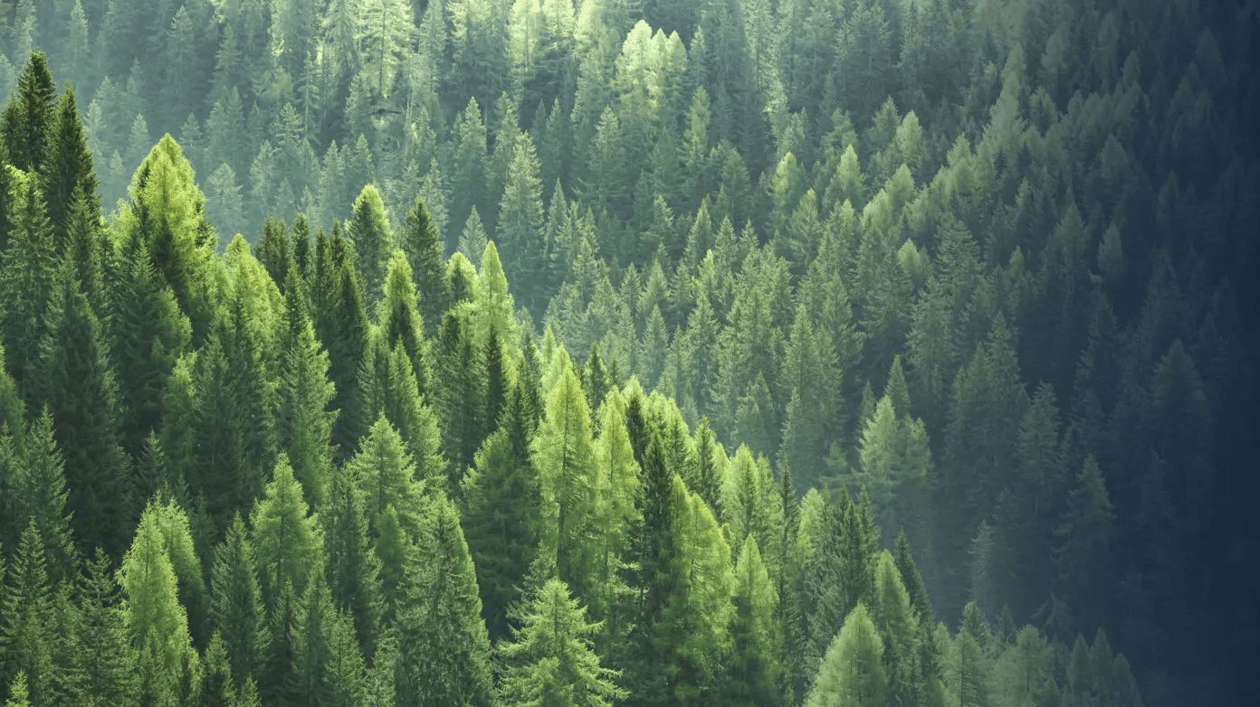 Case Study: Carbon Compliance Services (ESOS)